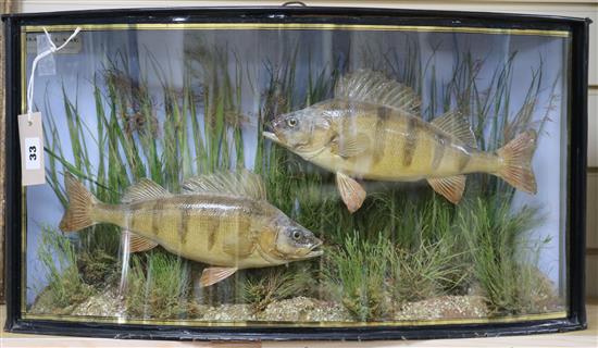 A taxidermic display of two perch, Bala Lake 1915, in bowed glass case